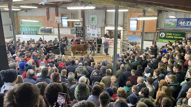 Table: Info on 11 top-priced heifers at Carrick Winter Fair