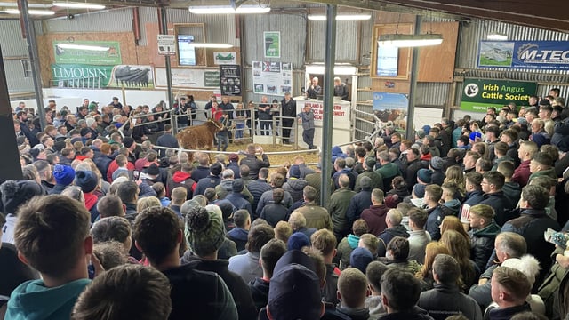 Limousin-cross heifer makes €30,000 at Carrick Winter Fair