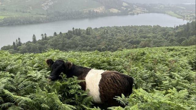 UK trial farmers use cattle to control invasive species
