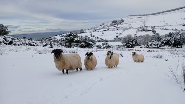 Kerry farmer catches intruder cutting throats of sheep