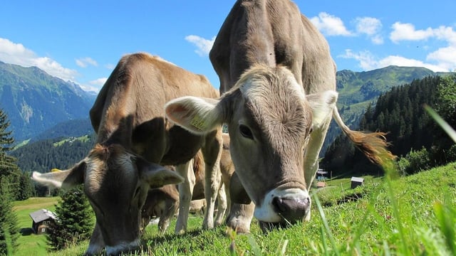 Organic milk producers in Germany record cost shortfall of 19%