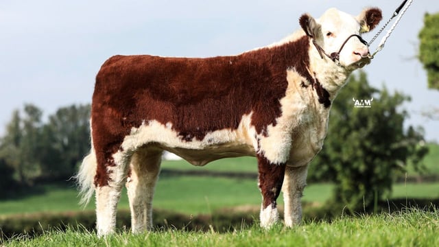 Hereford Heifers hit €5,200 at Genetic Gems sale