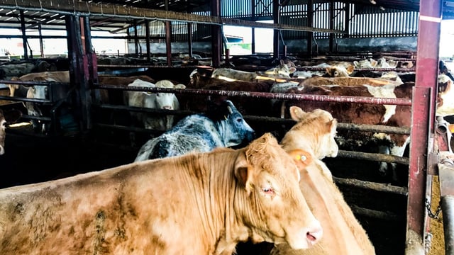 DAFM publishes winter liver fluke risk forecast for cattle