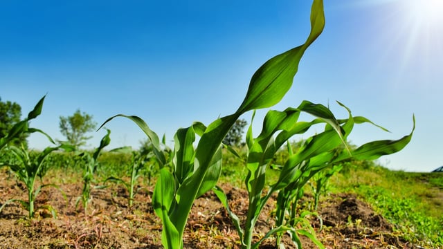EU authorises 3 genetically modified maize crops for food and feed
