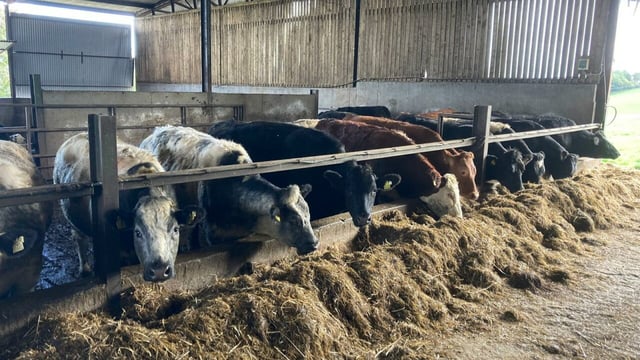 Table: Heifer carcass weights by CBV from ABP Demo Farm
