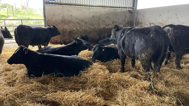 ABP Demo Farm: Cattle kill out results and farm update