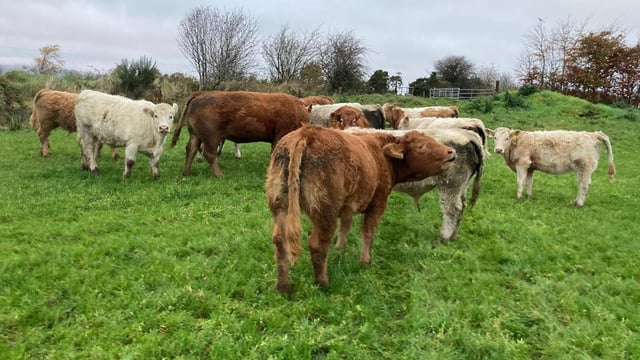 ABP Monitor Farm: Store lambs, calves at grass and bull beef in Sligo