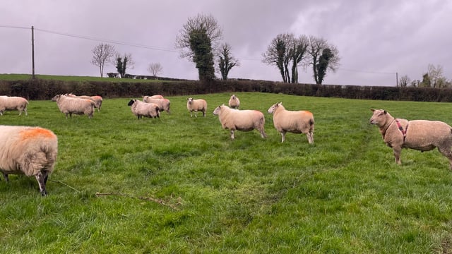 Advice on using raddle effectively when breeding sheep