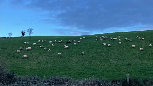 Sheep Trade: Price cuts reversed ahead of Ramadan
