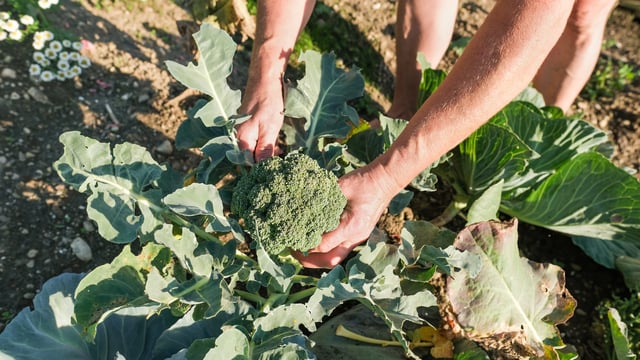 Applications for EU Organic Awards to open shortly