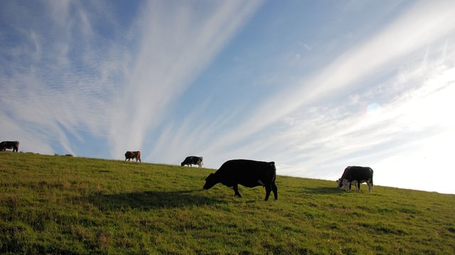 CSO: Cattle numbers drop 2.2% in year to June 2024
