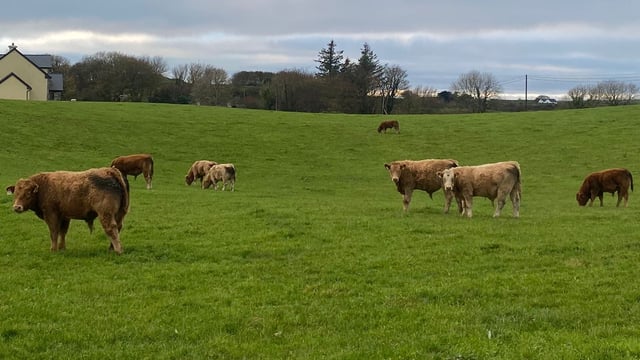 Farmers in NI reminded to seek vet advice on bluetongue vaccine