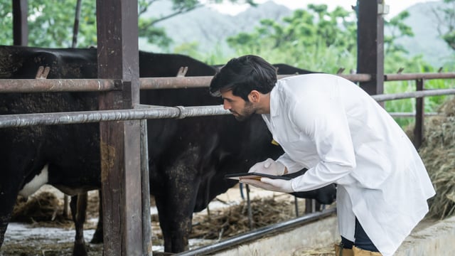 Stakeholder plan to tackle BVD in NI in 2025
