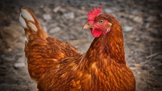 DAERA warns poultry sector of winter bird flu spread