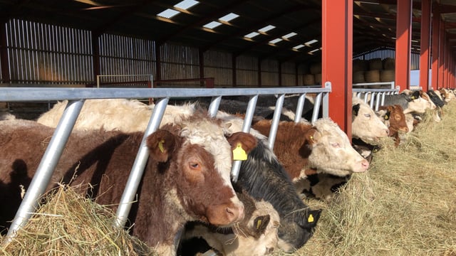 Can AI identify chemicals that reduce enteric methane production levels?
