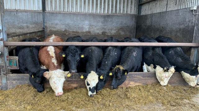 Factory quotes: Higher rates move up 5c/kg this week