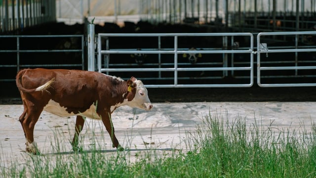 Breed societies provide views on ICBF star rating system