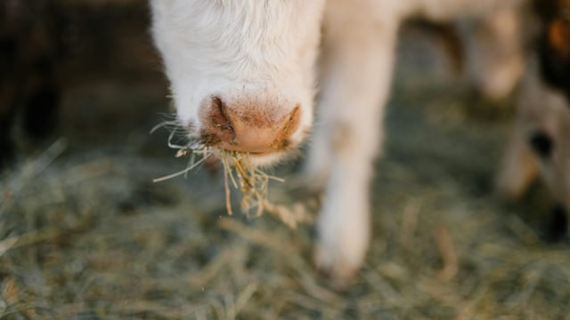 DAFM updates farmers on Bluetongue outbreak concerns