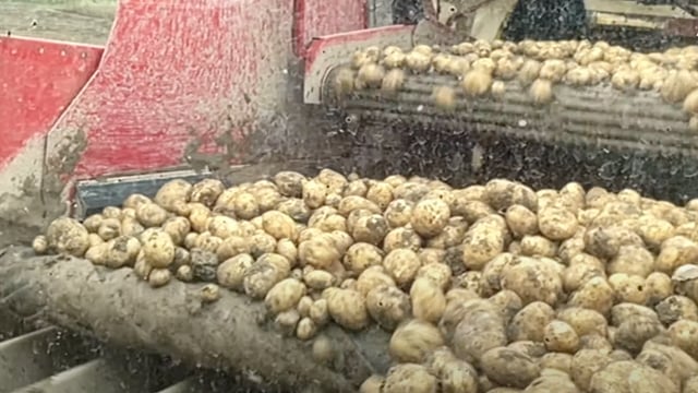 Watch: How is the 2024 potato harvest going?