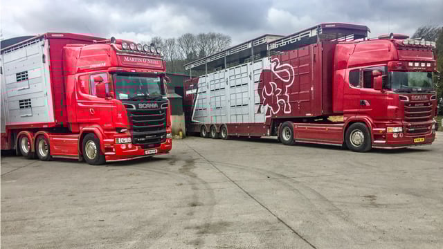 Irish cattle exports surpass 350,000 head in record year