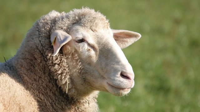 Gates Foundation awards €2m towards barber's pole worm vaccine