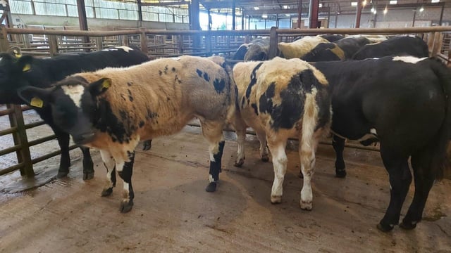 New diagnostic methods for BRD 'coming on track'