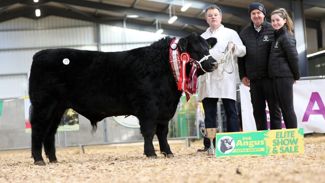 Tribesman bull ticking the boxes for Certified Irish Angus