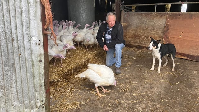 Watch: Turkey farming in the lead up to the busiest time of year
