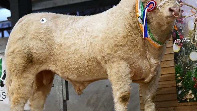 Charolais Christmas Cracker sees top price of €15,000