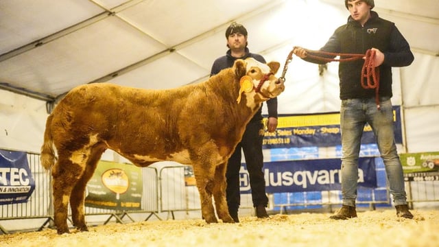 Top price of €8,000 at Manorhamilton Fatstock Sale