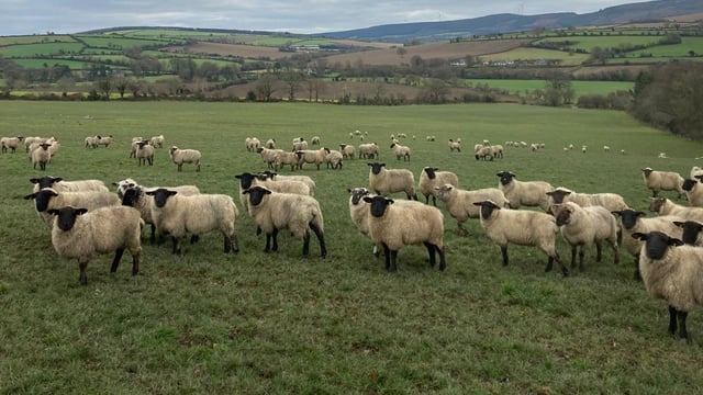 ABP Demo Farm: Update on store lamb performance