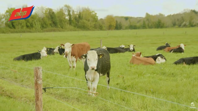 ABP/UCD calf to beef research shows carbon cuts of 14% possible