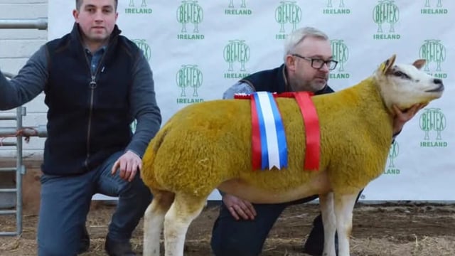 Results from Beltex society show and sale at Tullamore