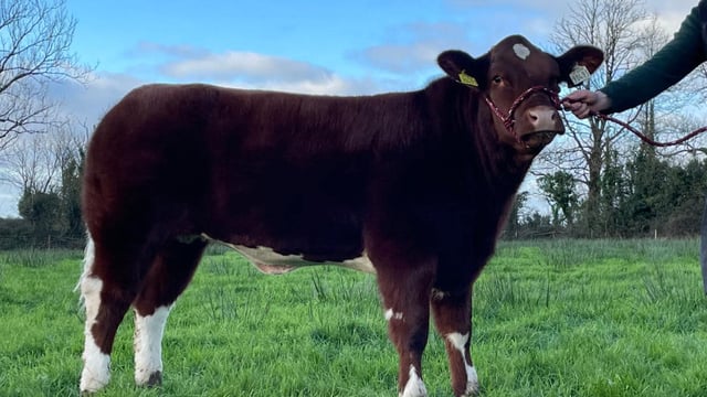 Manorhamilton fatstock show and sale set for this Saturday