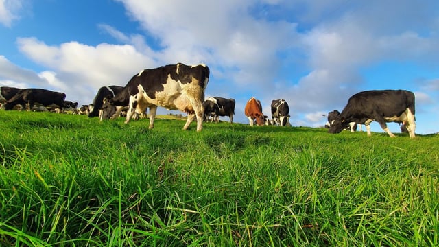 Wicklow farmers' preventative approach wins sustainability award