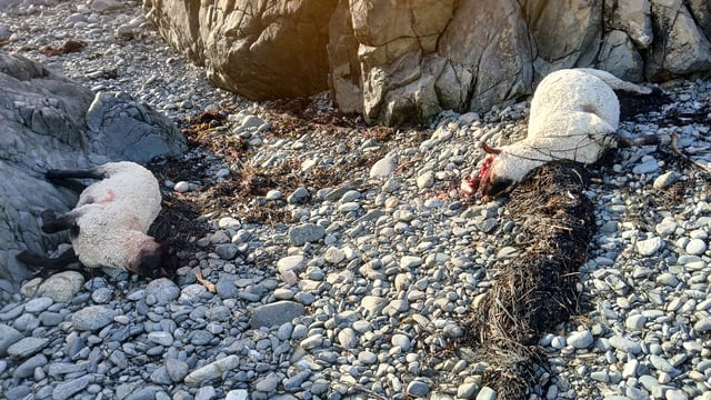 Galway farmer left with dead and missing sheep after dog attack