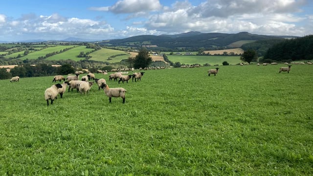 Latest update on ICM lamb-finishing sustainability project