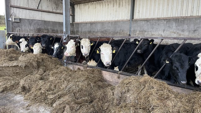 Concerns as gains on lowering cattle age at finish stalls