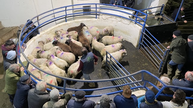 Mart report: Big show and hot trade at Carnaross sheep sale