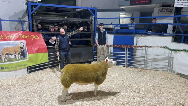 Texel Twilight Sale: Dunne flock takes top price of €5,100