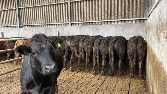 Factory quotes: 2025 beef trade to open on a high note