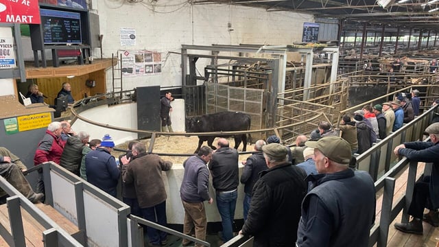 Mart report: Bullock prices surpass €3,100 at Carnaross