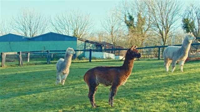 Cork open farm needs to be 'taken to new level'