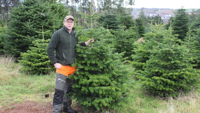 Christmas tree production at the heart of sustainable land management