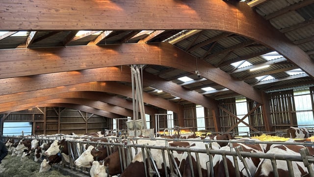 Watch: Hay crane enhancing feed efficiency for Montbeliarde herd