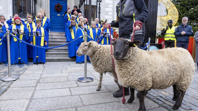 Watch: Crowd gathers for the opening of Dublin's live animal crib