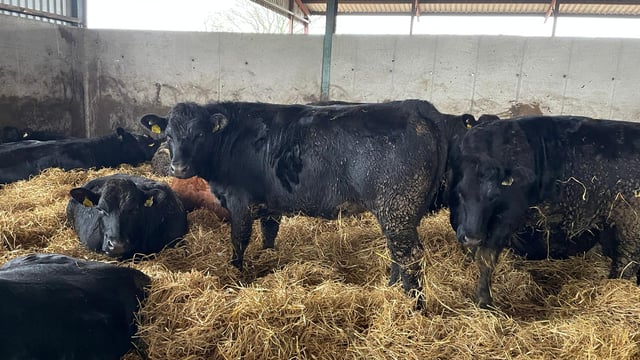 ABP Demo Farm: Final results on factory cattle performance