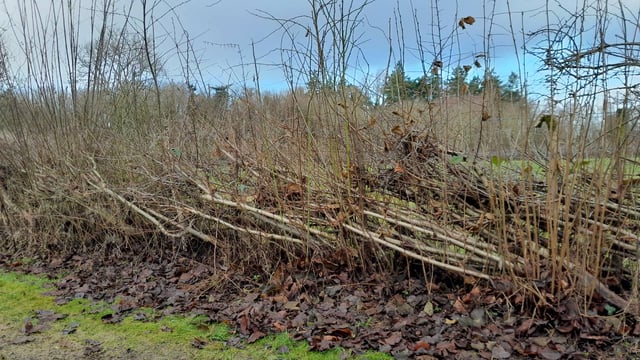 Hedge-laying courses to take place at Greenmount