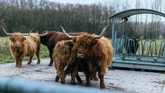 Scottish budget gives 'some security' for future of farming - NFUS