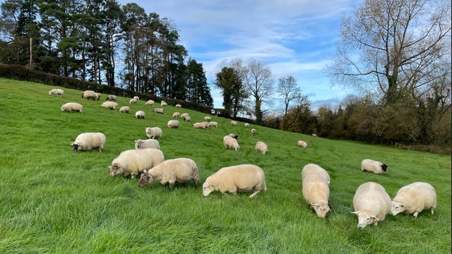 CSO: Sheep slaughterings down over 22% in Q1 2025